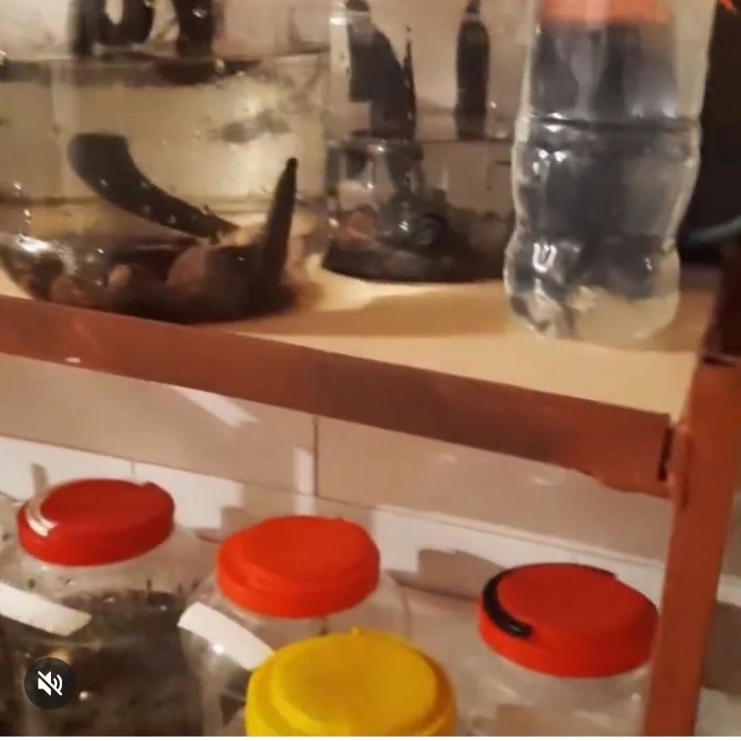 مرکز پرورش تکثیر زالو طبی انصاری