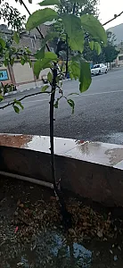 دبیرستان دخترانه مهدویه و شهدای طلایه