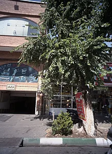 کافی نت