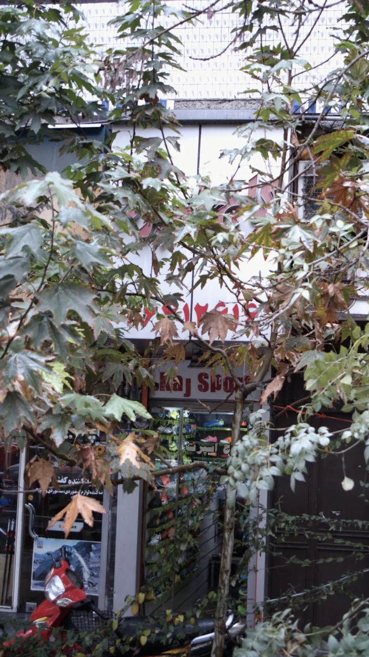 کاج اسپرت - تصویر 3