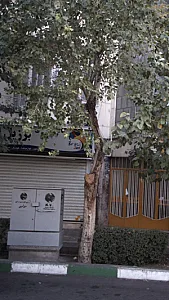 لوازم ورزشی برزیل