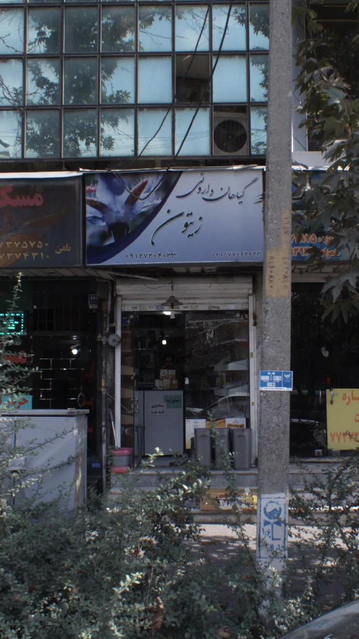 گیاهان داروئی زیتون