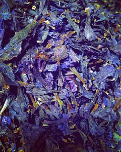 عطاری عطار
