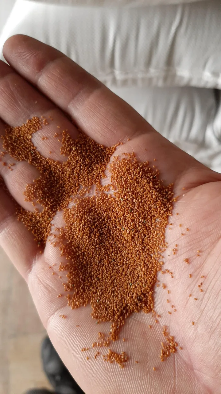 پخش عطاری سیب سبز - طب سنتی و عطاری در تهران - تصویر 4