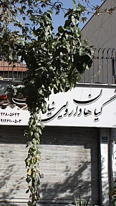 گیاهان دارویی