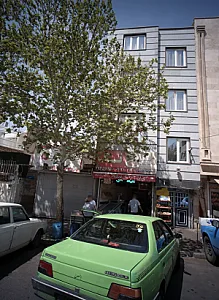مرغ تک