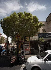 پروتئین علیرضا