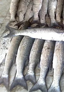 ماهی کفال