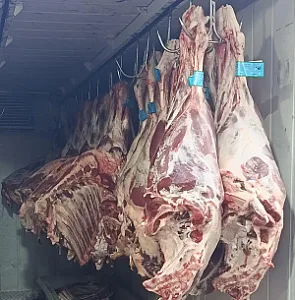 پخش گوشت جاوید