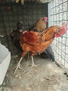 خروس و مرغ بهمنی