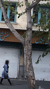 کفش گلچین