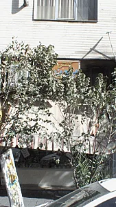 کفش پونه