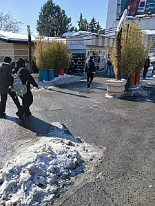 کفش دی سی