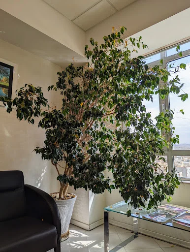 مطب دندانپزشکی دکتر محمد سمیعی