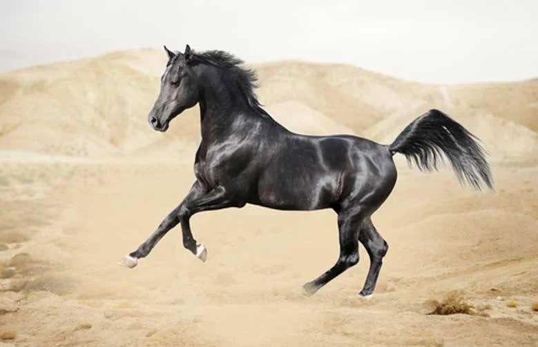 باشگاه سوارکاری ماهور