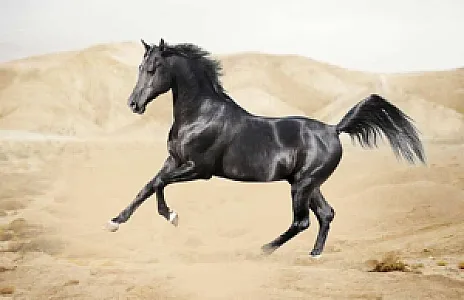 باشگاه سوارکاری ماهور