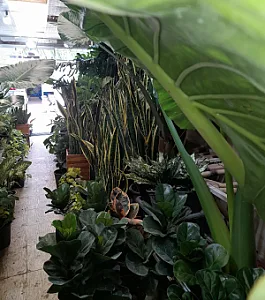 گل و گیاه اُرتیکا(مهندس خَماری)