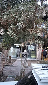 نانوایی سنگکی