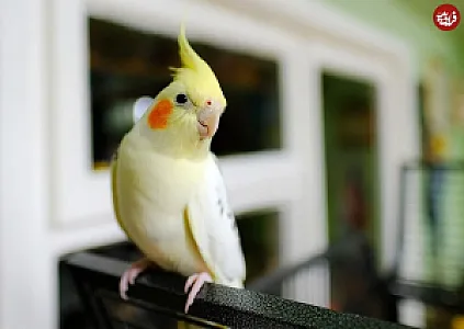 کلینیک پرندگان