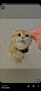 پانسیون گربه و جونده غرب