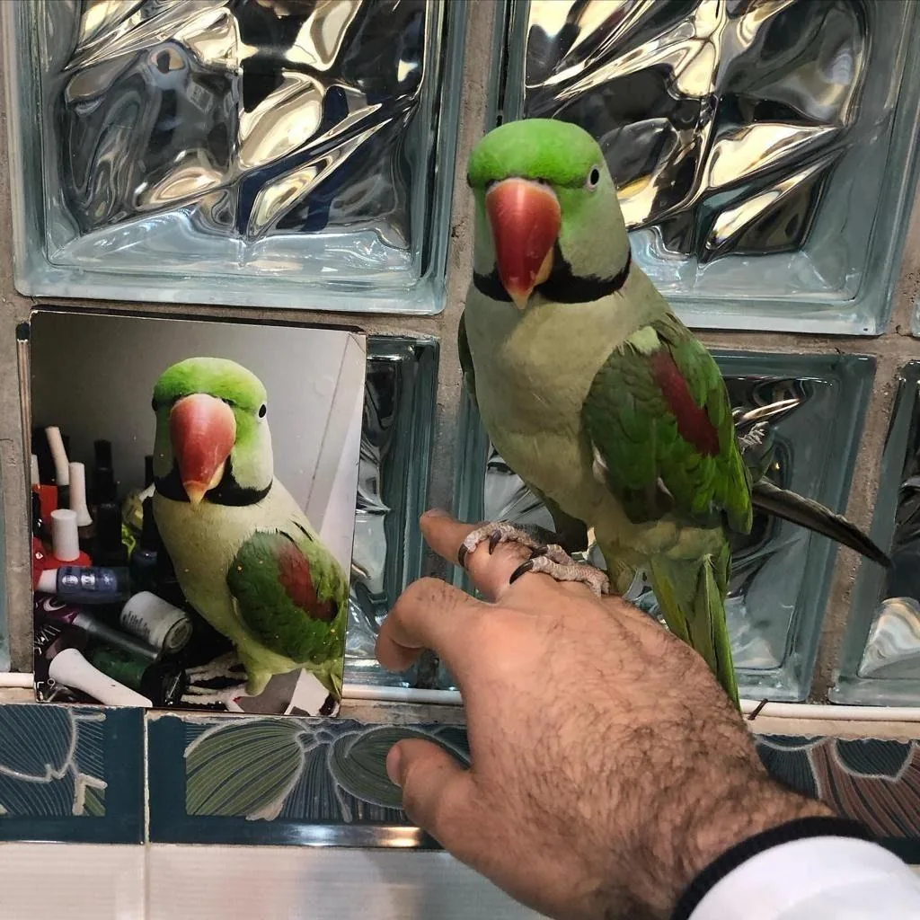 کلینیک دامپزشکی و پت شاپ جم - تصویر 5