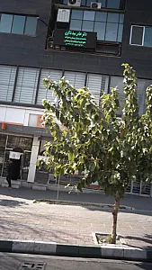 دکتر عباس سید شاکری