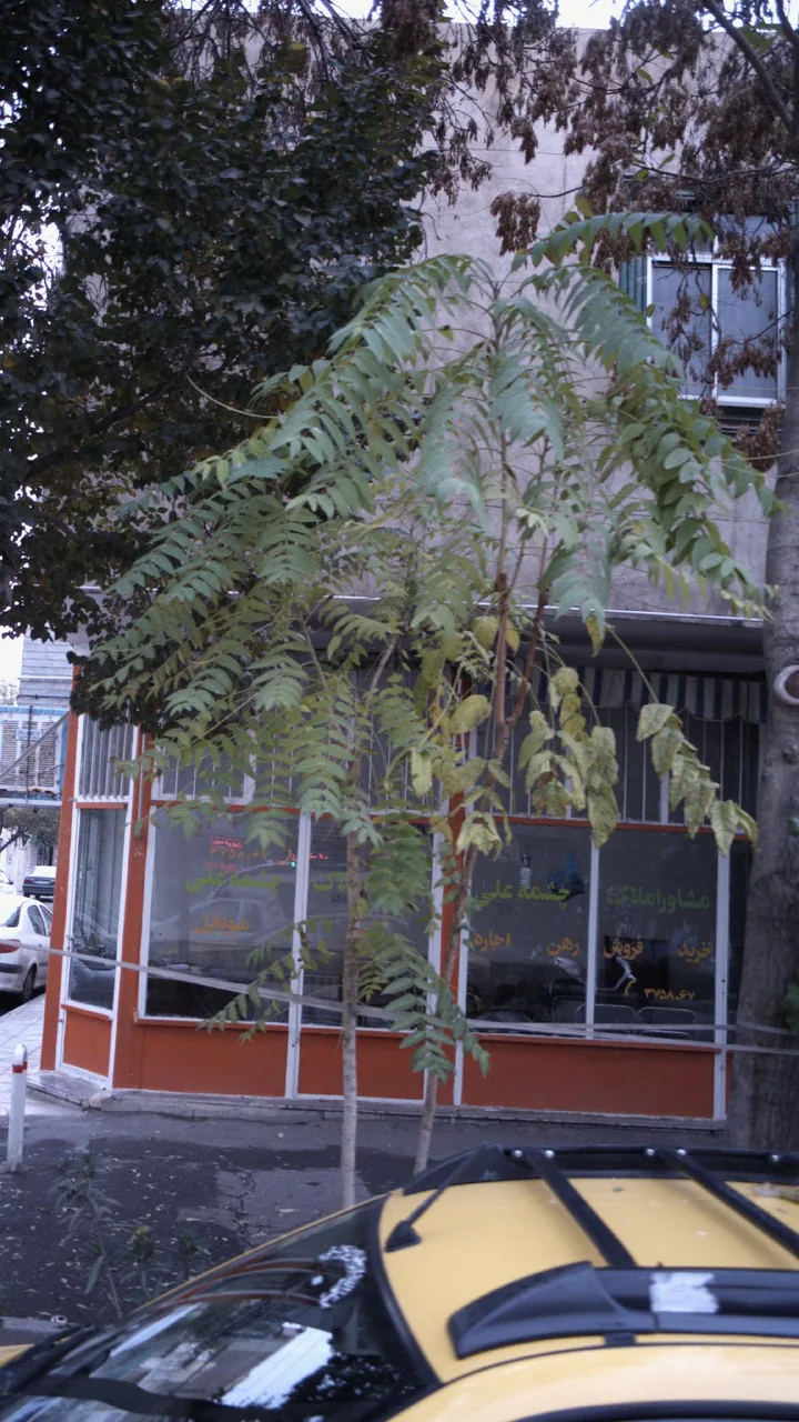 مشاور املاک چشمه علی