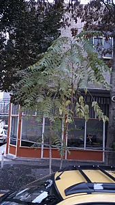 مشاور املاک چشمه علی