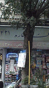 املاک بزرگ آلفا (شعبه 5)