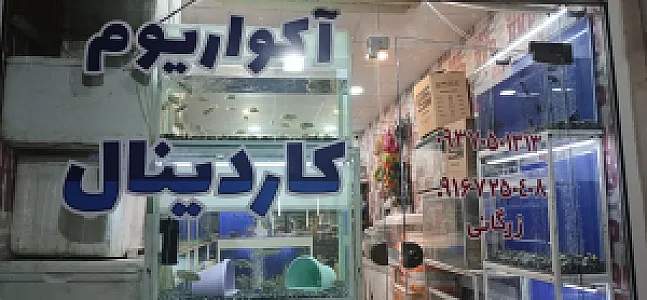 فروشگاه آکواریوم کاردینال