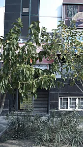 مسکن پرشین