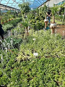 بازار گل و گیاه شهید فکوری