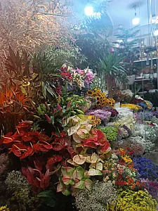 گلفروشی امپراطور