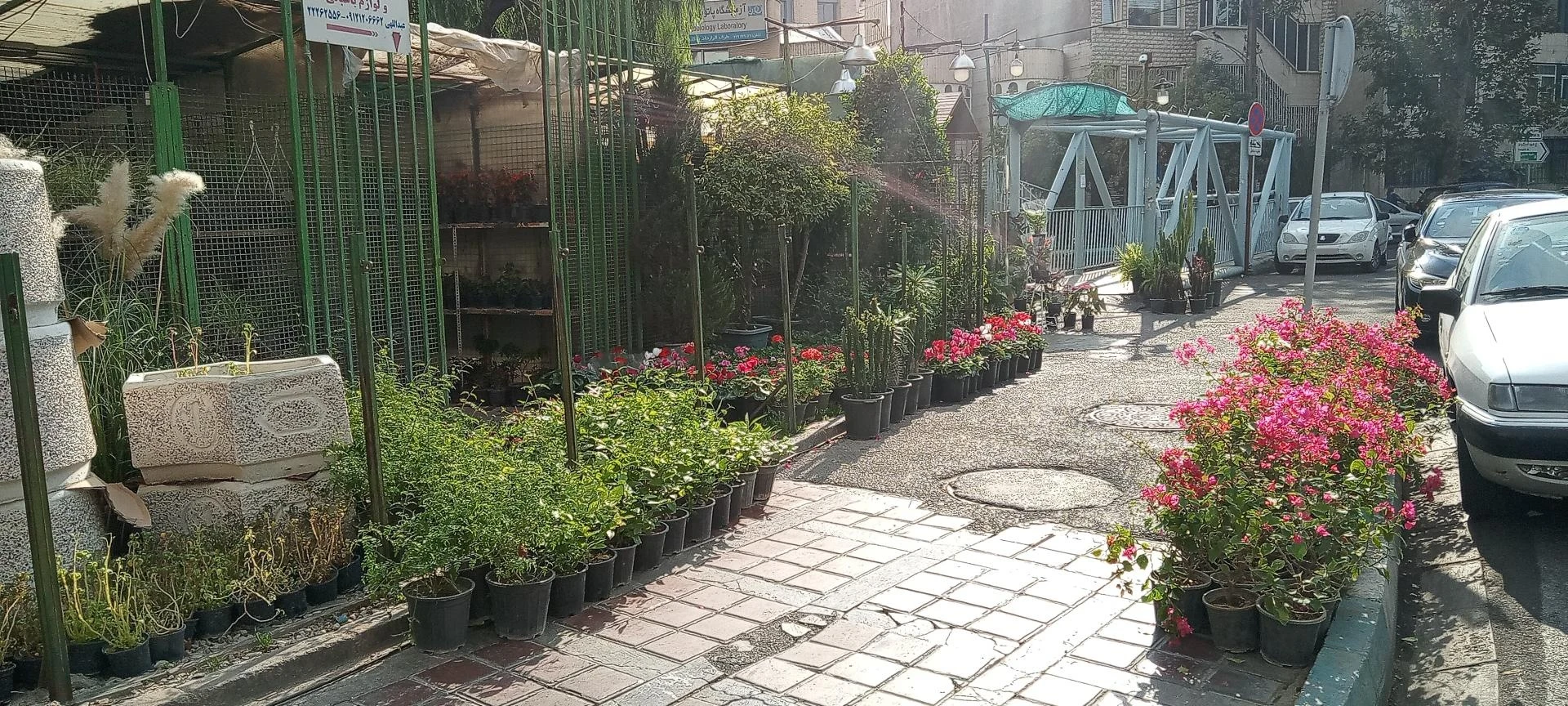 گلفروشی امپراطور - تصویر 2