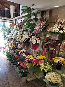 گل اسپرینگ