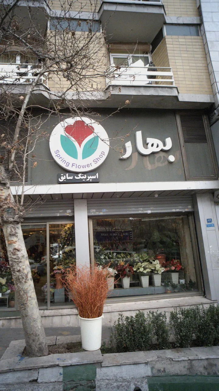 گل اسپرینگ - تصویر 4