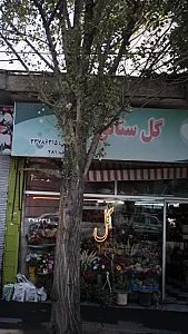 گل سناتور