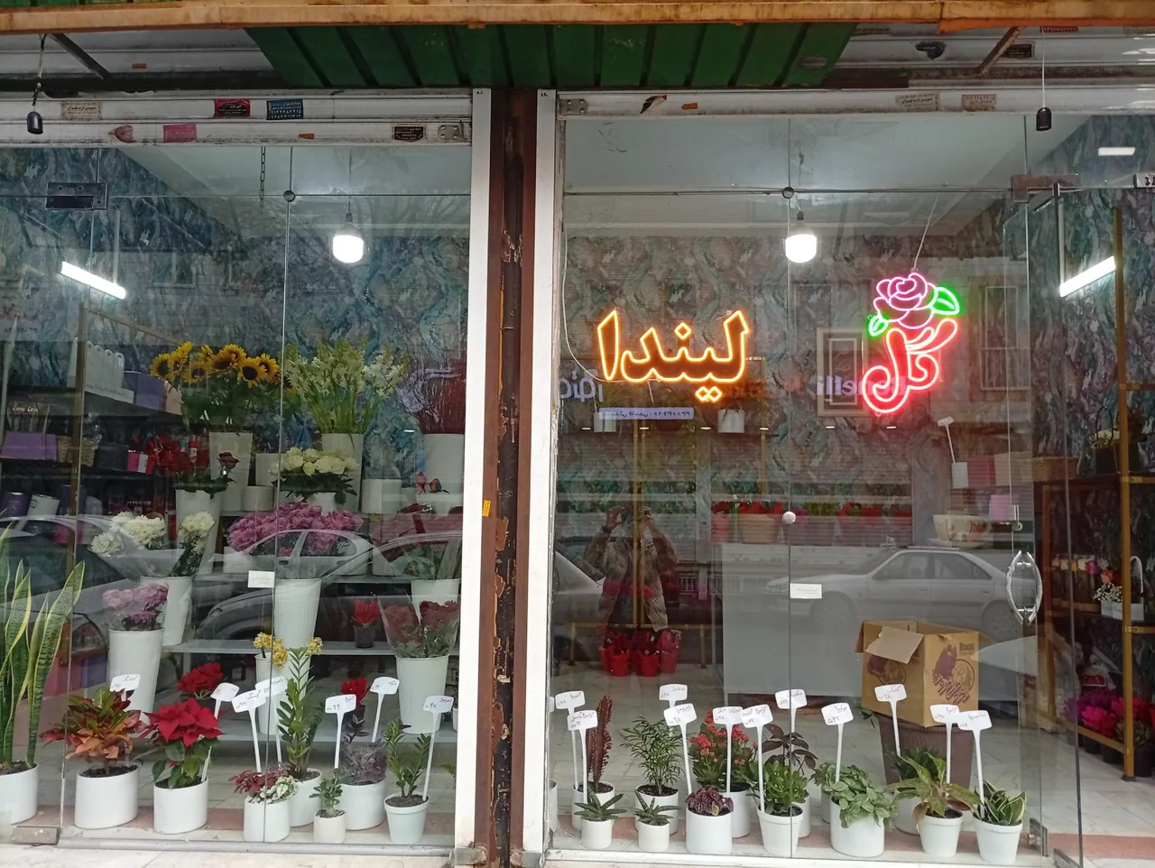 گل لیندا