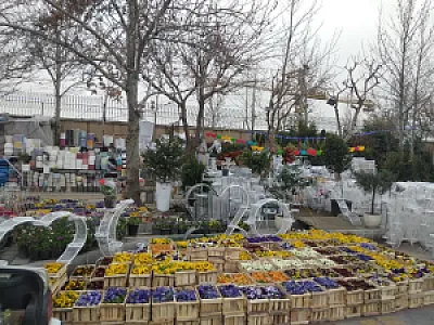گلستان امیر