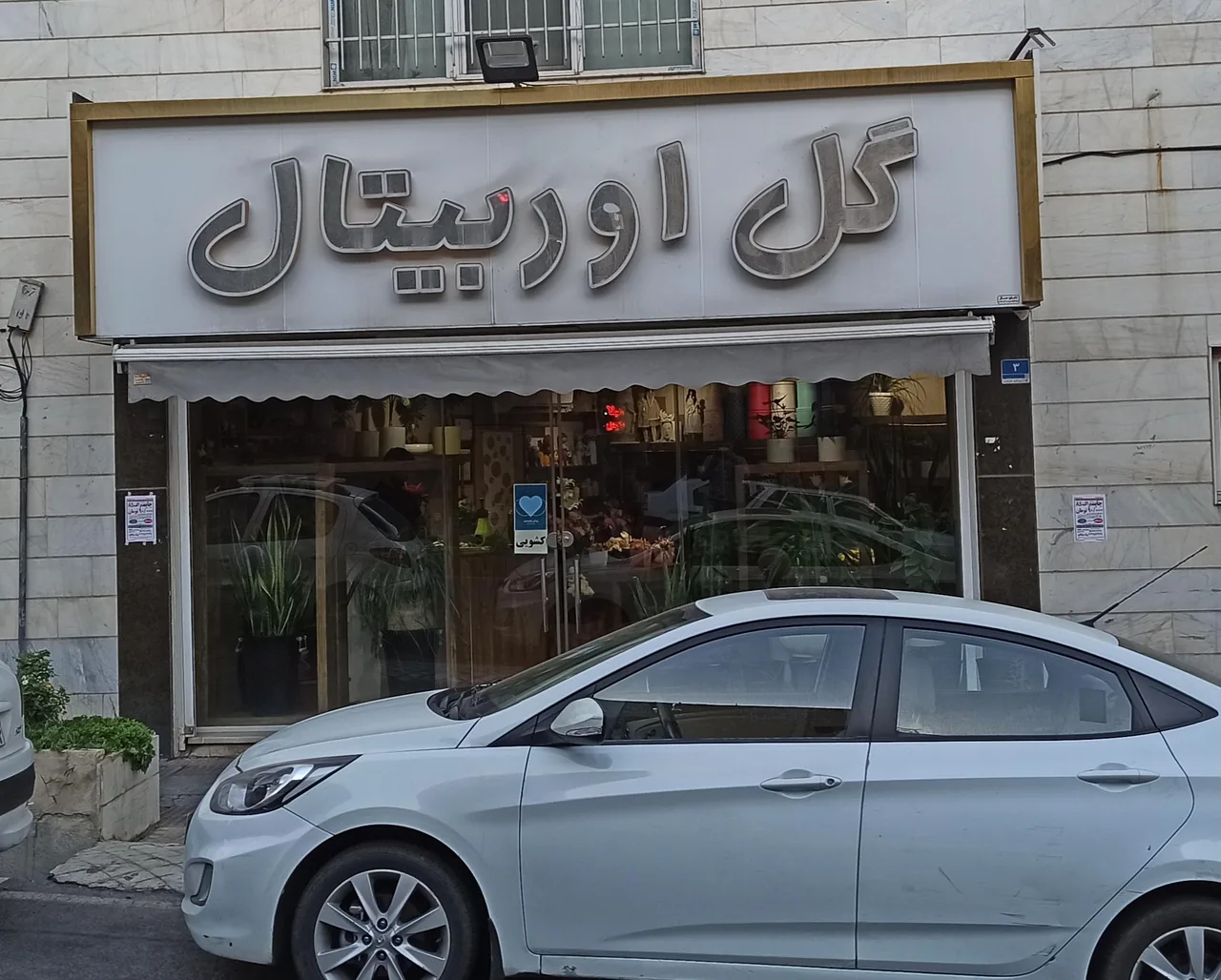 گل اوربیتال - تصویر 2