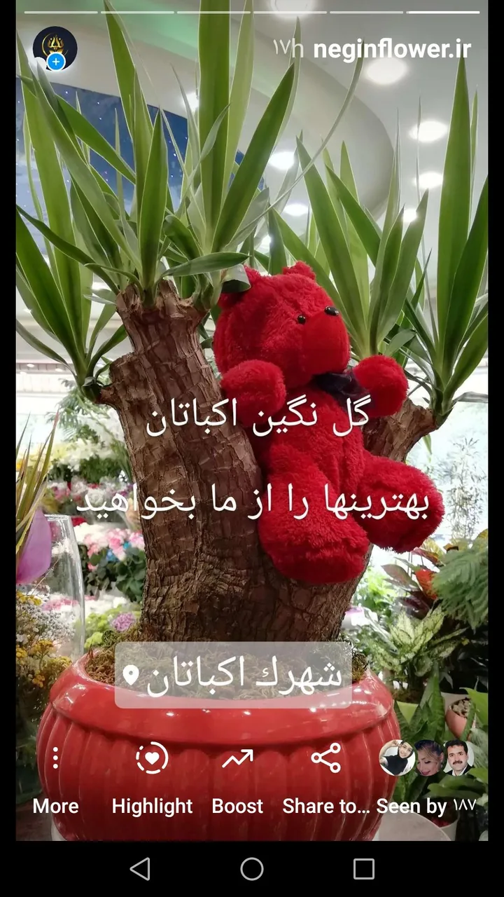 گل نگین - تصویر 4