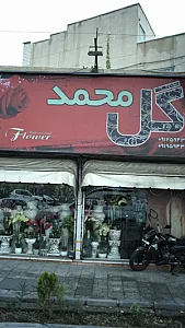 گل محمد