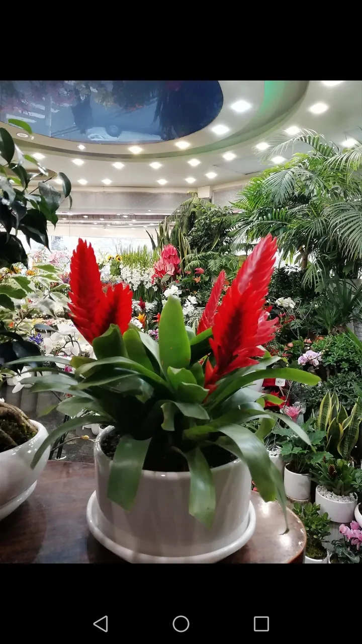 گل فروشی نگین - تصویر 2