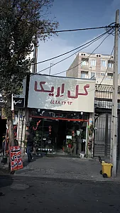 اریکا