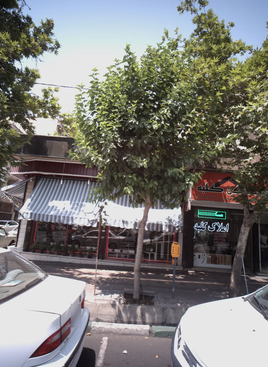 گل سهروردی