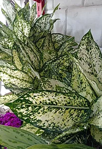 فروشگاه گل وگیاه ماهک