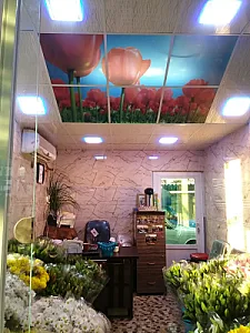 گل و گیاه بنیتا