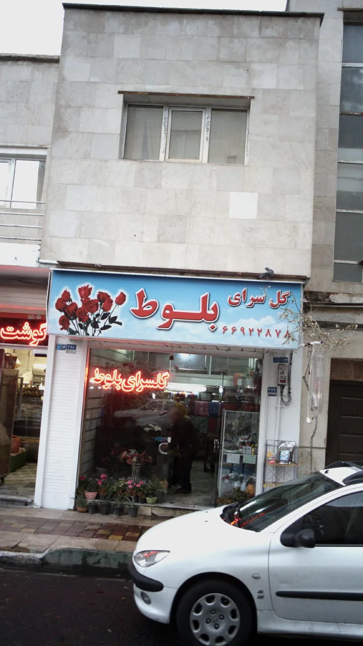 گل سرای بلوط