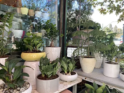 سوپر گل ونک