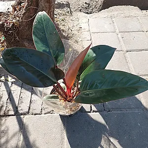 فروش گیاهان آپارتمانی نسترن